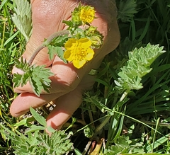 Potentilla bruceae