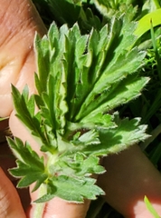Potentilla bruceae