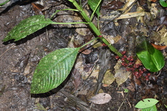 Image of Hoffmannia liesneriana