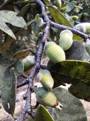 Diospyros sandwicensis