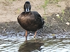 Anas platyrhynchos domesticus