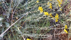 Achillea falcata