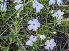Phlox multiflora