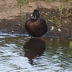 Anas platyrhynchos domesticus
