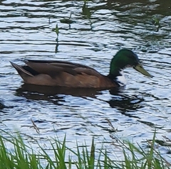 Anas platyrhynchos domesticus