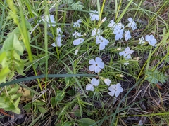 Phlox multiflora