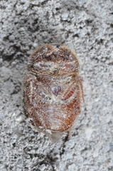 Ochodaeus chrysomeloides