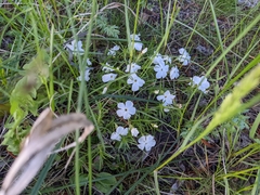 Phlox multiflora