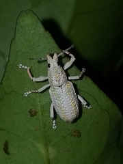 Compsus viridivittatus