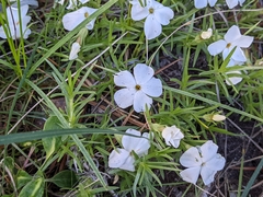 Phlox multiflora