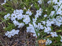 Phlox multiflora