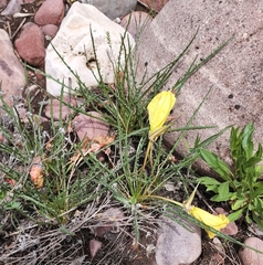 Oenothera acutissima