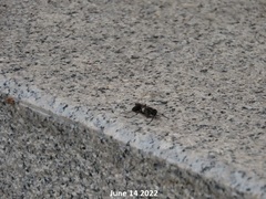 Sceliphron deforme atripes