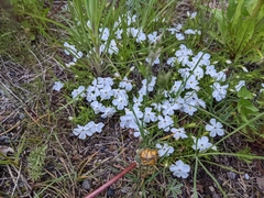 Phlox multiflora