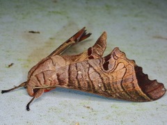 Marumba spectabilis