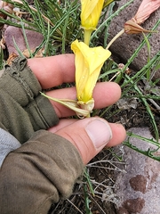 Oenothera acutissima