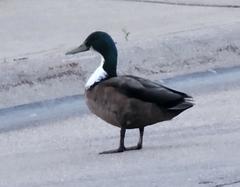 Anas platyrhynchos domesticus