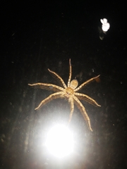 Heteropoda venatoria