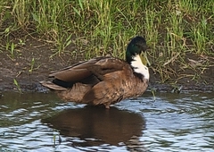 Anas platyrhynchos domesticus