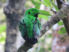 Calyptomena whiteheadi
