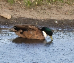 Anas platyrhynchos domesticus
