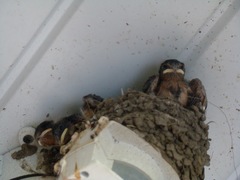Hirundo rustica