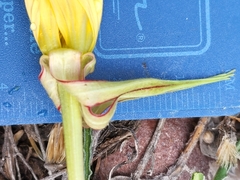 Oenothera acutissima