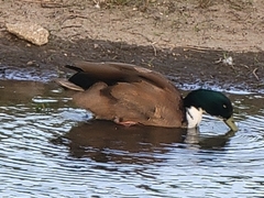 Anas platyrhynchos domesticus