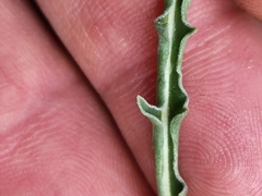 Oenothera acutissima