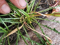 Oenothera acutissima