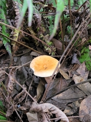 Gyroporus castaneus