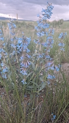 Penstemon nitidus