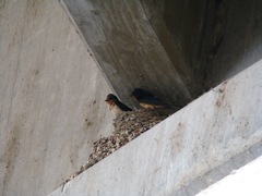 Hirundo rustica