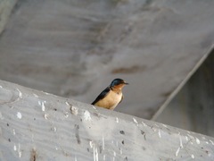 Hirundo rustica
