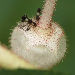 Chasmatonotus maculipennis