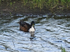 Anas platyrhynchos domesticus