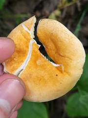 Gyroporus castaneus