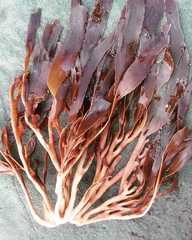 Lessonia trabeculata