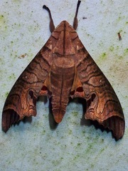 Marumba spectabilis
