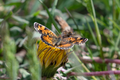 Phyciodes tharos orantain