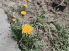 Taraxacum mongolicum