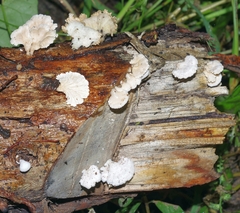 Schizophyllum commune