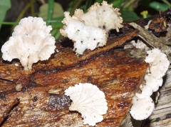Schizophyllum commune