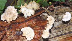 Schizophyllum commune