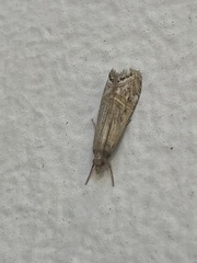 Euchromius californicalis