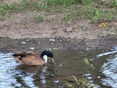 Anas platyrhynchos domesticus