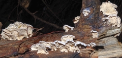 Schizophyllum commune