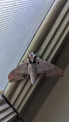 Ambulyx sericeipennis