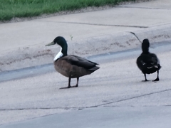 Anas platyrhynchos domesticus