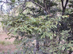 Diospyros sandwicensis